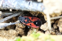 Melanocoryphus tristrami