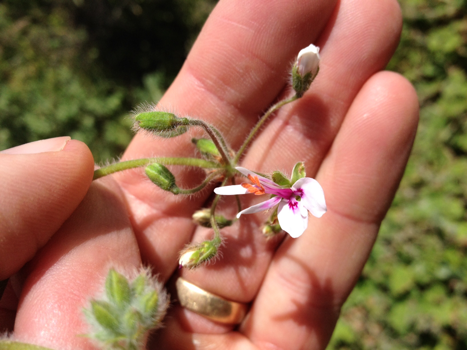 Image of Pelargonium tomentosum by (c) Tim Park, some rights reserved (CC BY)