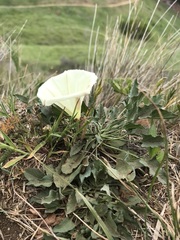 Calystegia subacaulis episcopalis