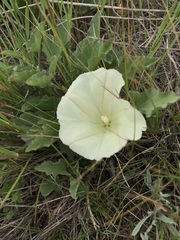 Calystegia subacaulis episcopalis
