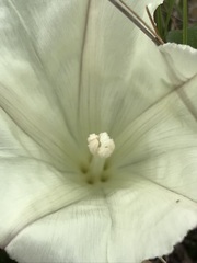 Calystegia subacaulis episcopalis