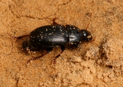 Harpalus tardus