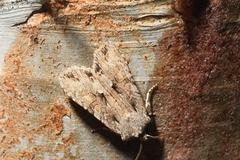 Lithophane disposita