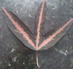 Passiflora tricuspis