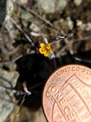 Erythranthe serpentinicola