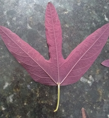 Passiflora tricuspis