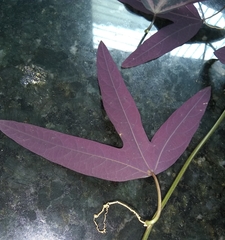 Passiflora tricuspis