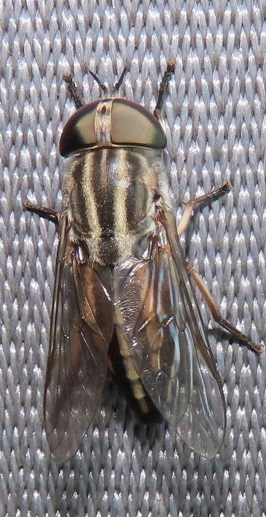 Tabanus taeniola from iSimangaliso, South Africa on March 14, 2021 at