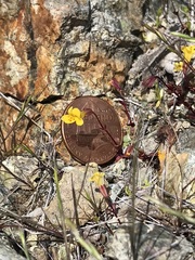 Erythranthe serpentinicola