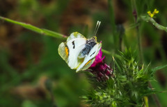 Zegris eupheme