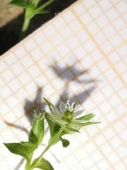 Arenaria leptoclados