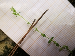 Arenaria leptoclados