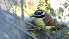 Pitangus sulphuratus