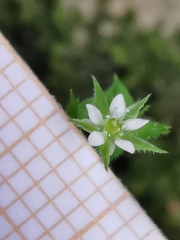Arenaria leptoclados