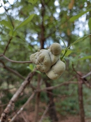 Exobasidium symploci