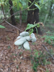 Exobasidium symploci