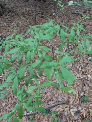 Exobasidium symploci