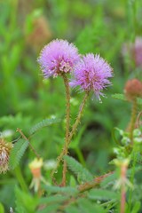 Mimosa hystricina