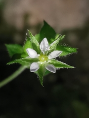 Arenaria leptoclados
