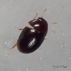 Acylomus