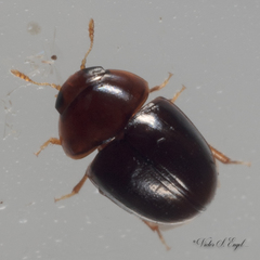 Acylomus