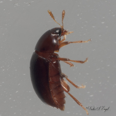 Acylomus