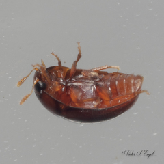 Acylomus