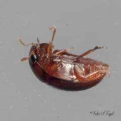 Acylomus