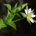 Slender Sandwort - Photo (c) bscrl, some rights reserved (CC BY-NC), uploaded by bscrl