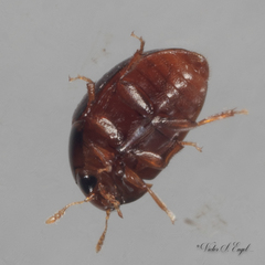 Acylomus