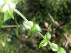 Arenaria leptoclados