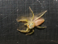 Epocilla