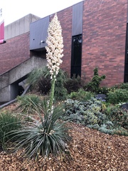 Hesperoyucca