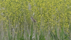 Acrocephalus arundinaceus