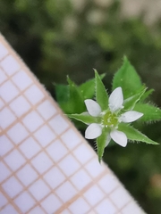 Arenaria leptoclados