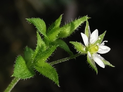 Arenaria leptoclados