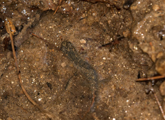 Desmognathus amphileucus