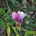 Bithynian Vetch - Photo (c) Chris Taklis, some rights reserved (CC BY), uploaded by Chris Taklis