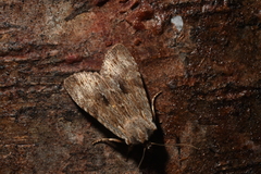Lithophane petulca