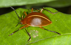 Ellipticus dorbignyi