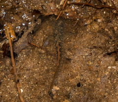 Desmognathus amphileucus