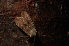 Lithophane petulca