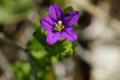 Legousia hybrida