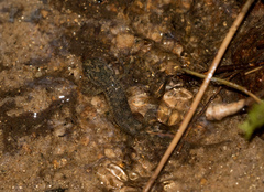 Desmognathus amphileucus