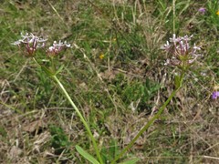 Valerianella longiflora