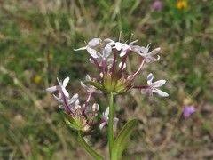 Valerianella longiflora