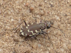 Bronzed Tiger Beetle