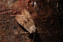 Lithophane petulca