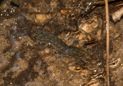 Desmognathus amphileucus
