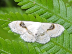 Problepsis delphiaria